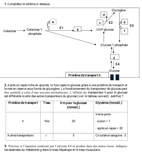 Complétez le schéma ci- dessous.
G
2. A près un repas riche en glucide, le foie capte le glucose grâce à une protéine de transport et
le met en réserve sous forme de glycogène. Le fonctionnement du transporteur de glucose peut
être assimilé à celui d'une enzyme michaélienne. L'affinité du transporteur h pour le glucose
est différente à celle des autres transporteurs du glucose (voir le tableau suivant). Justifiez ?.
3. Précisez si l'équation catalysée par l'enzyme E4 se produit dans des autres tissus. Indiquez
les destinées du métabolite g dans le tissu hépatique et le tissu musculaire.