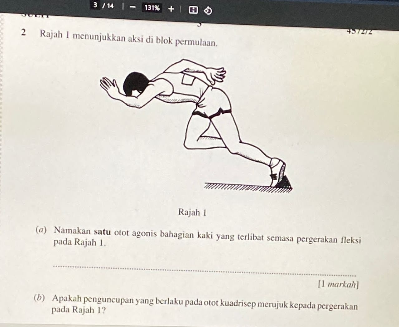 3 / 14 - 131% + 
457272 
2 Rajah 1 menunjukkan aksi di blok permulaan. 
(@) Namakan satu otot agonis bahagian kaki yang terlibat semasa pergerakan fleksi 
pada Rajah 1. 
_ 
[1 markah] 
(b) Apakah penguncupan yang berlaku pada otot kuadrisep merujuk kepada pergerakan 
pada Rajah 1?