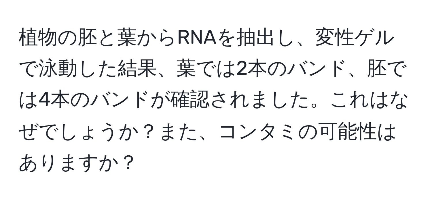 植物の胚と葉からRNAを抽出し、変性ゲルで泳動した結果、葉では2本のバンド、胚では4本のバンドが確認されました。これはなぜでしょうか？また、コンタミの可能性はありますか？