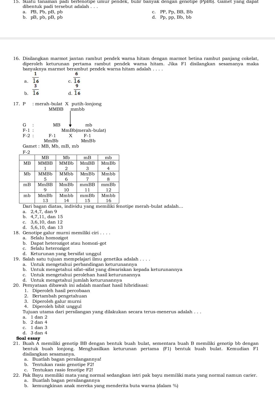 Suatu tanaman padi berfenotipe umur pendek, bulir banyak dengan genotipe (PpBb). Gamet yang dapat
dibentuk padi tersebut adalah . . .
a. PB , Pb, pB,pb c. PP, Pp, BB, Bb
b. pB,pb,pB,p b d. Pp, pp, Bb, bb
16. Disilangkan marmot jantan rambut pendek warna hitam dengan marmot betina rambut panjang cokelat,
diperoleh keturunan pertama rambut pendek warna hitam. Jika F1 disilangkan sesamanya maka
banyaknya marmot berambut pendek warna hitam adalah . . . .
a.  1/16   6/16 
c.
b.  3/16   9/16 
d.
17. P : merah-bulat X putih-lonjong
MMBB mmbb
G ₹: MB mb
F-1 : MmBb(merah-bulat)
F-2 : F-1 X F-1
MmBb MmBb
Gamet : MB, Mb, mB, mb
Dari bagan diatas, individu yang memiliki fenotipe merah-bulat adalah...
a. 2,4,7, dan 9
b. 4,7,11, dan 15
c. 3,6,10, dan 12
d. 5,6,10, dan 13
18. Genotipe galur murni memiliki ciri . . . .
a. Selalu homozigot
b. Dapat heterozigot atau homozi-got
c. Selalu heterozigot
d. Keturunan yang bersifat unggul
19. Salah satu tujuan mempelajari ilmu genetika adalah . . . .
a. Untuk mengetahui perbandingan keturunannya
b. Untuk mengetahui sifat-sifat yang diwariskan kepada keturunannya
c. Untuk mengetahui perolehan hasil keturunannya
d. Untuk mengetahui jumlah keturunannya
20. Pernyataan dibawah ini adalah manfaat hasil hibridisasi:
1. Diperoleh hasil percobaan
2. Bertambah pengetahuan
3. Diperoleh galur murni
4. Diperoleh bibit unggul
Tujuan utama dari persilangan yang dilakukan secara terus-menerus adalah . . .
a. 1 dan 2
b. 2 dan 4
c. 1 dan 3
d. 3 dan 4
Soal essay
21. Buah A memiliki genotip BB dengan bentuk buah bulat, sementara buah B memiliki genotip bb dengan
bentuk buah lonjong. Menghasilkan keturunan pertama (F1) bentuk buah bulat. Kemudian F1
disilangkan sesamanya.
a. Buatlah bagan persilangannya!
b. Tentukan rasio genotipe F2!
c. Tentukan rasio fenotipe F2!
22. Pak Bayu memiliki mata yang normal sedangkan istri pak bayu memiliki mata yang normal namun carier.
a. Buatlah bagan persilangannya
b. kemungkinan anak mereka yang menderita buta warna (dalam %)