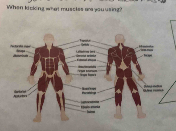 When kicking what muscles are you using?