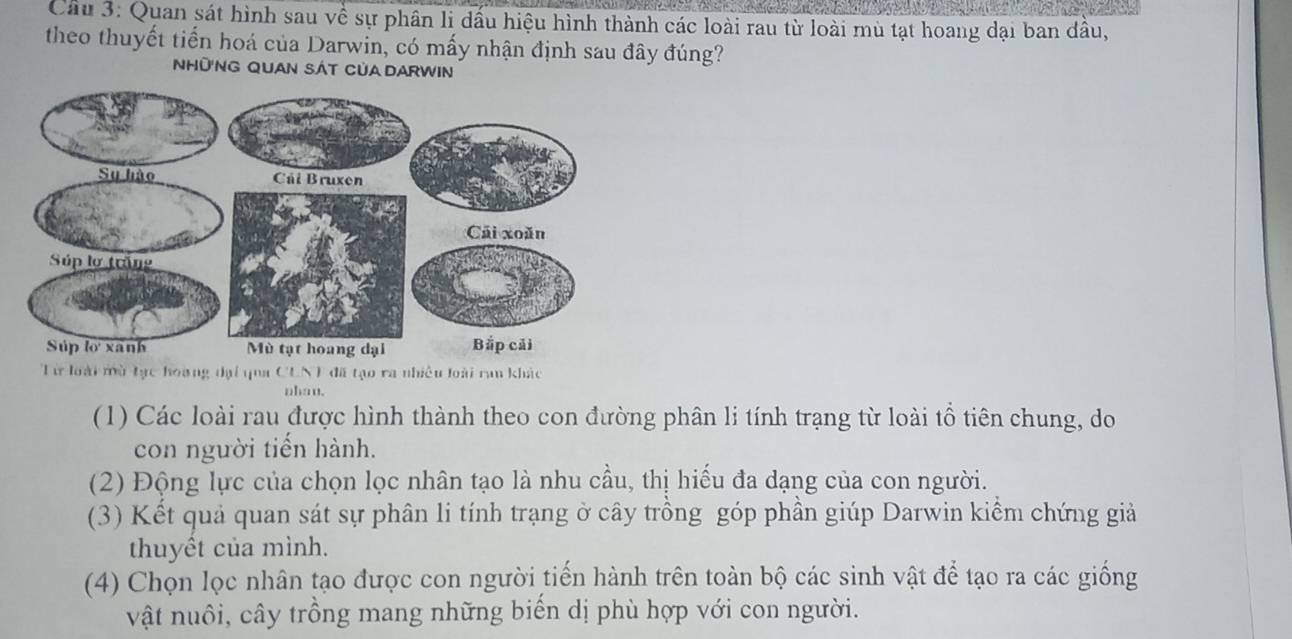 Quan sát hình sau về sự phần li dấu hiệu hình thành các loài rau từ loài mù tạt hoang dại ban đầu,
theo thuyết tiến hoá của Darwin, có mấy nhận định sau đây đúng?
NHữNG QUAN SÁT CủA DARWIN
Từ loài mù tạc hoàng dại qua CLN) đã tạo ra nhiều loài ran khác
nhau.
(1) Các loài rau được hình thành theo con đường phân li tính trạng từ loài tổ tiên chung, do
con người tiến hành.
(2) Động lực của chọn lọc nhân tạo là nhu cầu, thị hiếu đa dạng của con người.
(3) Kết quả quan sát sự phân li tính trạng ờ cây trồng góp phần giúp Darwin kiểm chứng giả
thuyết của mình.
(4) Chọn lọc nhân tạo được con người tiến hành trên toàn bộ các sinh vật để tạo ra các giống
vật nuôi, cây trồng mang những biển dị phù hợp với con người.