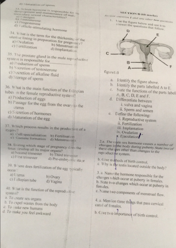 d) Matunition of sperm
13. Which hormone is responsible for t
SECTION B (60 marks)
secondary sexual characteristics?
development and maintenance of mal . An ower question I and any other two questions
b1 Testosterone a) stogen
c Progesterone
1. Use the figure below and use it to
enswer the question
d) Follicle-stimulating hormone
34. What is the term for the thickening of the
uterine lining in preparation for pregnancy? b) Menstruation
a)Ovulation
c) Fertilization d) Implantatiou 
35. The prostate gland in the male reproductive
system is responsible for
a) Production of sperm ,.
b) Secretion of testosterone
c) Secretion of alkaline fluid a. Identify the figure above.
d) Storage of sperm b. Ientify the parts labelled A to E.
36. What is the main function of the fullopian c. State the functions of the parts label
A, B, C, D, E and F.
tubes in the female reproductive system d. Differentiate between
a) Production of eggs i. vulva and vagina
b) Passage for the egg from the ovary to the ii. Sperm and semen
uterus e. Define the following:
c) Secretion of hormones i. Reproductive system
d) Maturation of the egg ii. Fertilization
iii. Implantation
37. Which process results in the production of a iv. Ovulation -
zygote?
a Cell specialization b) Fertilisation . Ejaculation
2.a. The male sex hormone causes a number of
c) Gamete formation d) Menstruation changes in the body during puberty.State two of
38. During which stage of pregnancy does the these changes other than changes to the
fetus develop all its major organs? reproductive system.
a) Second trimester b) Third trimester b. Give methods of birth control.
c) F irst trimester d) Pre-embryonic stage c. Why is the testis located outside the body?
39. Where does fertilization of the egg typically 3. a Name the hormone responsible for the
occur . b) Ovary
a) Uterus changes which occur at puberty in females.
c) F allopian tube d) Vagina b. State two changes which occur at puberty in
females.
40. What is the function of the reproductive c. Name two components of menstrual flow.
system?
a. To create sex organs
4. a. Mention three things that pass cervical
b. To expel wastes from the body canal of females.
c. To make new humans b. Give two importance of birth control.
d. To make you feel awkward