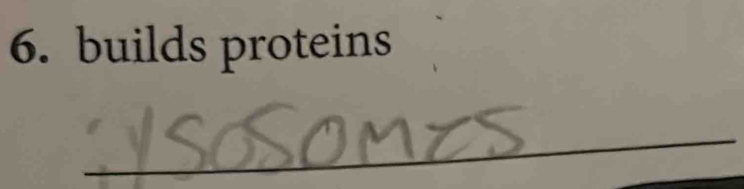 builds proteins 
_