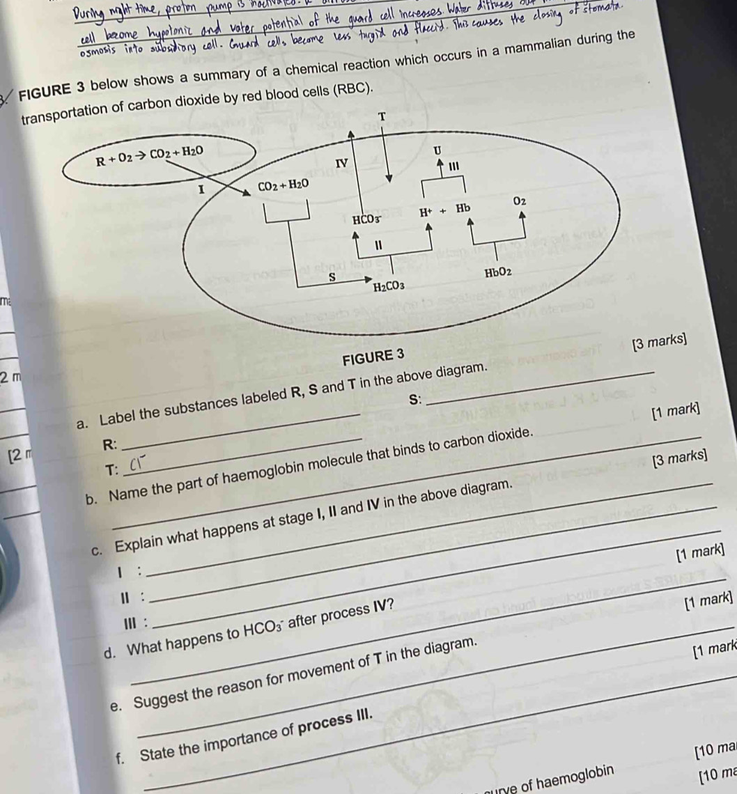 FIGURE 3 below shows a summary of a chemical reaction which occurs in a mammalian during the
rbon dioxide by red blood cells (RBC).
ma
FIGURE 3
2 m
_
a. Label the substances labeled R, S and T in the above diagram. _arks]
S:
[1 mark]
[2π R:
b. Name the part of haemoglobin molecule that binds to carbon dioxide.
T:
[3 marks]
_
_
c. Explain what happens at stage I, II and IV in the above diagram.
[1 mark]
_
1 :
Ⅱ :
Ⅲ :
_
d. What happens to HCO₃ after process IV?
[1 mark]
e. Suggest the reason for movement of T in the diagram.
[1 mark
f. State the importance of process III.
UNA of haemoglobin [10 ma
[10 m