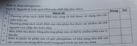 Hình A: Base nitrogenous