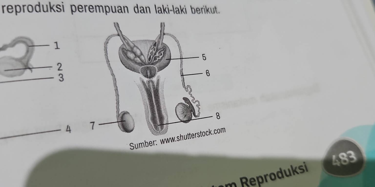 reproduksi perempuan dan laki-laki berikut.
1
2
3
4
483
η Reproduksi