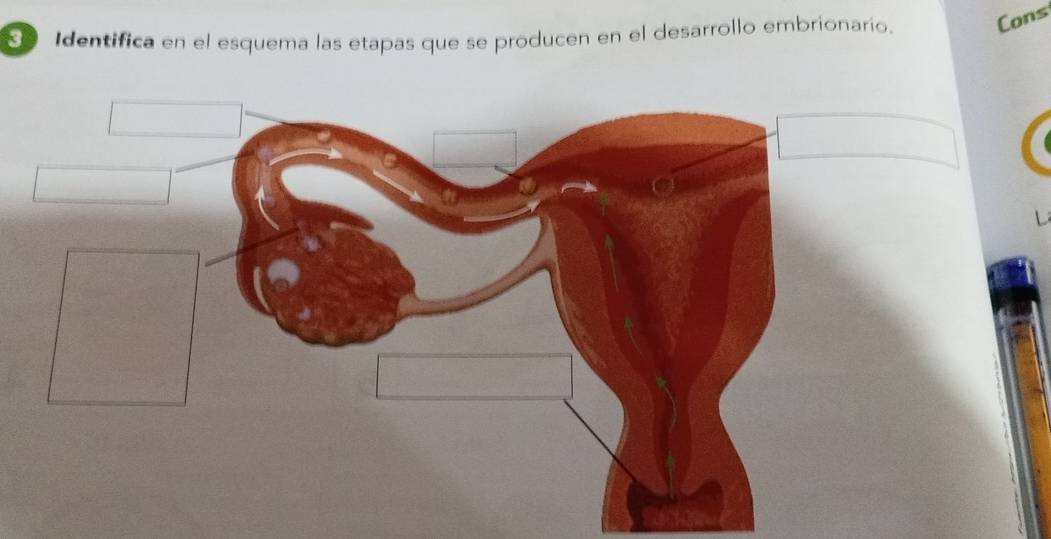 Identifica en el esquema las etapas que se producen en el desarrollo embrionarío. Cons