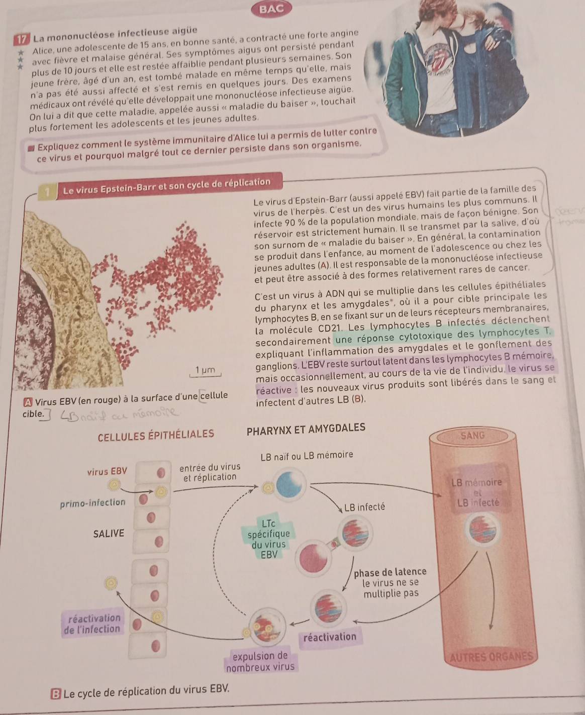 BAC
La mononucléose infectieuse aigüe
Alice, une adolescente de 15 ans, en bonne santé, a contracté une forte angin
avec fièvre et malaise général. Ses symptômes aigus ont persisté pendant
plus de 10 jours et elle est restée affaiblie pendant plusieurs semaines. Son
jeune frère, âgé d'un an, est tombé malade en même temps qu'elle, mais
n'a pas été aussi affecté et s'est remis en quelques jours. Des examens
médicaux ont révélé qu'elle développait une mononucléose infectieuse aigüe.
On lui a dit que cette maladie, appelée aussi « maladie du baiser », touchait
plus fortement les adolescents et les jeunes adultes.
Expliquez comment le système immunitaire d'Alice lui a permis de lutter c
ce virus et pourquoi malgré tout ce dernier persiste dans son organisme.
Le virus Epstein-Barr et son cycle de réplication
Le virus d'Epstein-Barr (aussi appelé EBV) fait partie de la famille des
virus de l'herpès. C'est un des virus humains les plus communs. Il
infecte 90 % de la population mondiale, mais de façon bénigne. Son
réservoir est strictement humain. Il se transmet par la salive, d'où
son surnom de « maladie du baiser ». En général, la contamination
se produit dans l'enfance, au moment de l'adolescence ou chez les
jeunes adultes (A). Il est responsable de la mononucléose infectieuse
et peut être associé à des formes relativement rares de cancer.
C'est un virus à ADN qui se multiplie dans les cellules épithéliales
du pharynx et les amygdales*, où il a pour cible principale les
lymphocytes B, en se fixant sur un de leurs récepteurs membranaires,
la molécule CD21. Les lymphocytes B infectés déclenchent
secondairement une réponse cytotoxique des lymphocytes T.
expliquant l'inflammation des amygdales et le gonflement des
ganglions. L'EBV reste surtout latent dans les lymphocytes B mémoire,
mais occasionnellement, au cours de la vie de l'individu, le virus se
À Virus EBV (en rouge) à la surface d'une cellule réactive : les nouveaux virus produits sont libérés dans le sang et
infectent d'autres LB (B).
3 Le cycle de réplication du virus EBV.