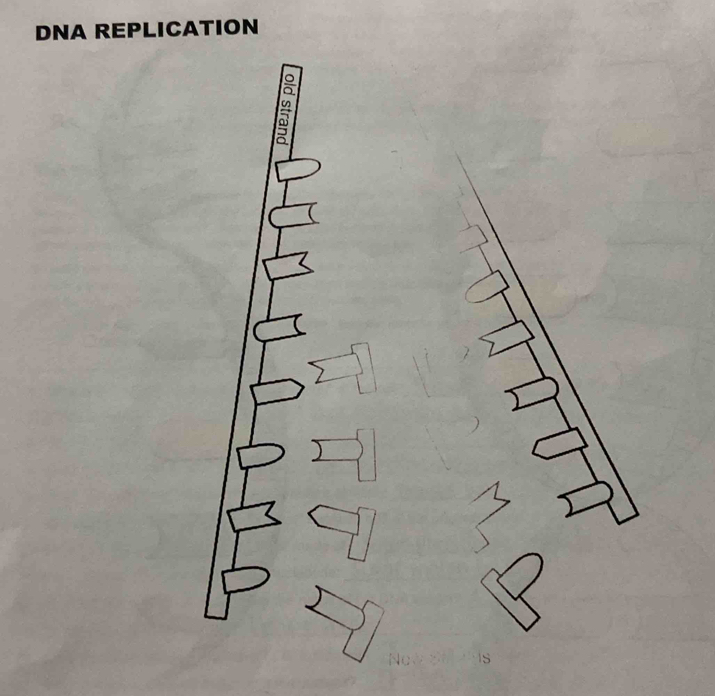 DNA REPLICATION