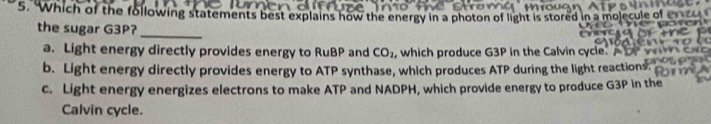 Which of the following statements best explains how the energy in a photon of light is stored in a molecu
the sugar G3P?_
a. Light energy directly provides energy to RuBP and CO_2 , which produce G3P in the Calvin cycle.
b. Light energy directly provides energy to ATP synthase, which produces ATP during the light reactions:
c. Light energy energizes electrons to make ATP and NADPH, which provide energy to produce G3P in the
Calvin cycle.