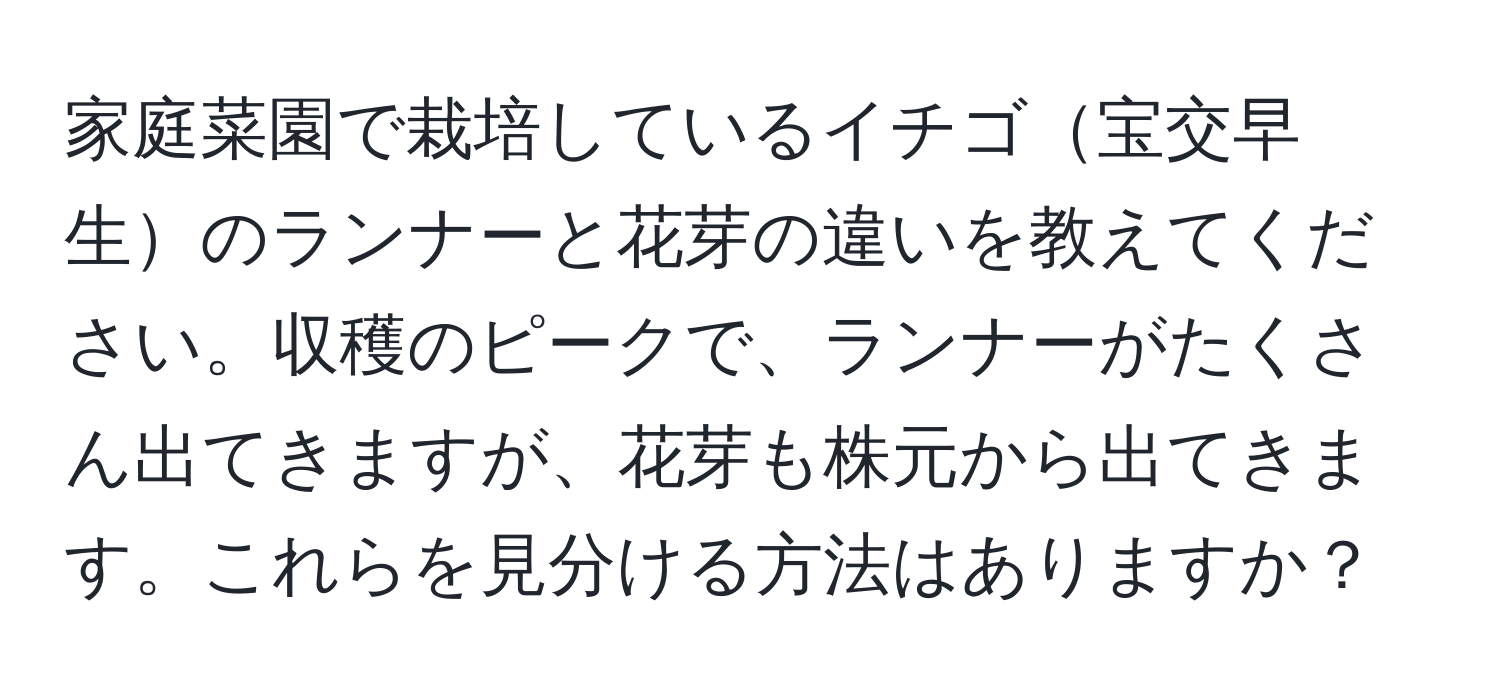 家庭菜園で栽培しているイチゴ宝交早生のランナーと花芽の違いを教えてください。収穫のピークで、ランナーがたくさん出てきますが、花芽も株元から出てきます。これらを見分ける方法はありますか？