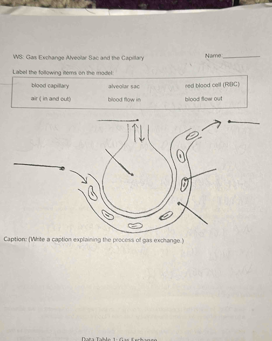 Solved: WS: Gas Exchange Alveolar Sac and the Capillary Name:_ Label ...