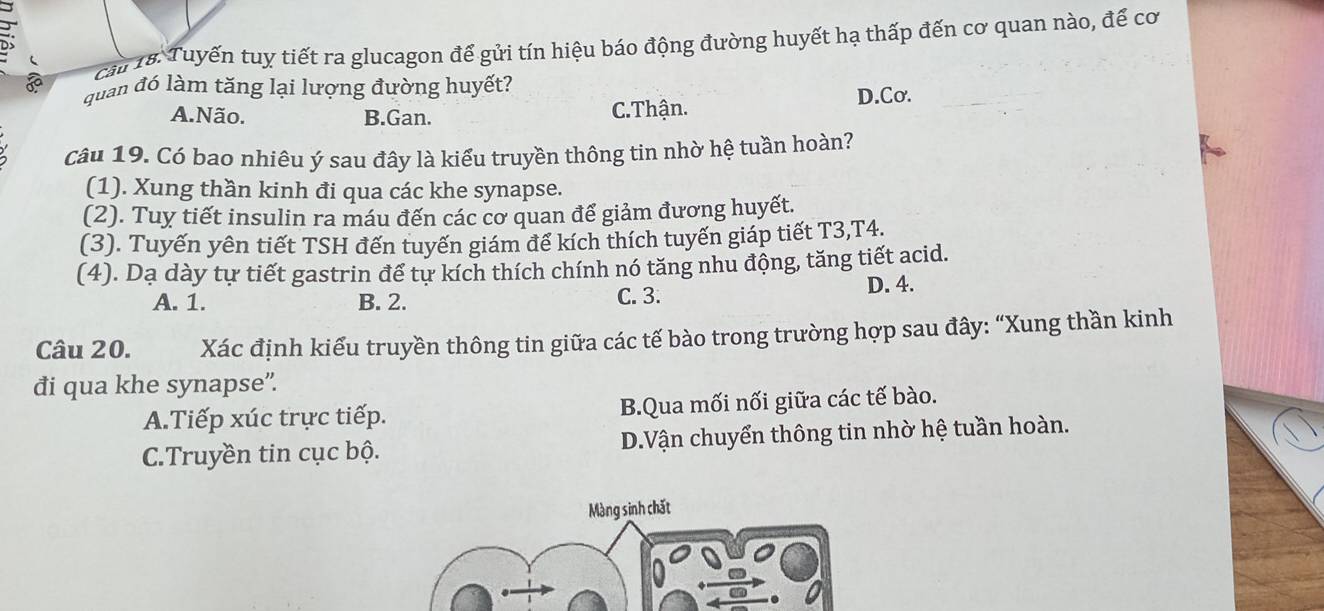 cầu 18. Tuyến tuy tiết ra glucagon để gửi tín hiệu báo động đường huyết hạ thấp đến cơ quan nào, để cơ
quan đó làm tăng lại lượng đường huyết?
D.Cơ.
A.Não. B.Gan. C.Thận.
câu 19. Có bao nhiêu ý sau đây là kiểu truyền thông tin nhờ hệ tuần hoàn?
(1). Xung thần kinh đi qua các khe synapse.
(2). Tuy tiết insulin ra máu đến các cơ quan để giảm đương huyết.
(3). Tuyến yên tiết TSH đến tuyến giám đế kích thích tuyến giáp tiết T3,T4.
(4). Da dày tự tiết gastrin để tự kích thích chính nó tăng nhu động, tăng tiết acid.
A. 1. B. 2. C. 3.
D. 4.
Câu 20. Xác định kiểu truyền thông tin giữa các tế bào trong trường hợp sau đây: “Xung thần kinh
đi qua khe synapse”.
A.Tiếp xúc trực tiếp. B.Qua mối nối giữa các tế bào.
C.Truyền tin cục bộ. D.Vận chuyển thông tin nhờ hệ tuần hoàn.
Màng sinh chất