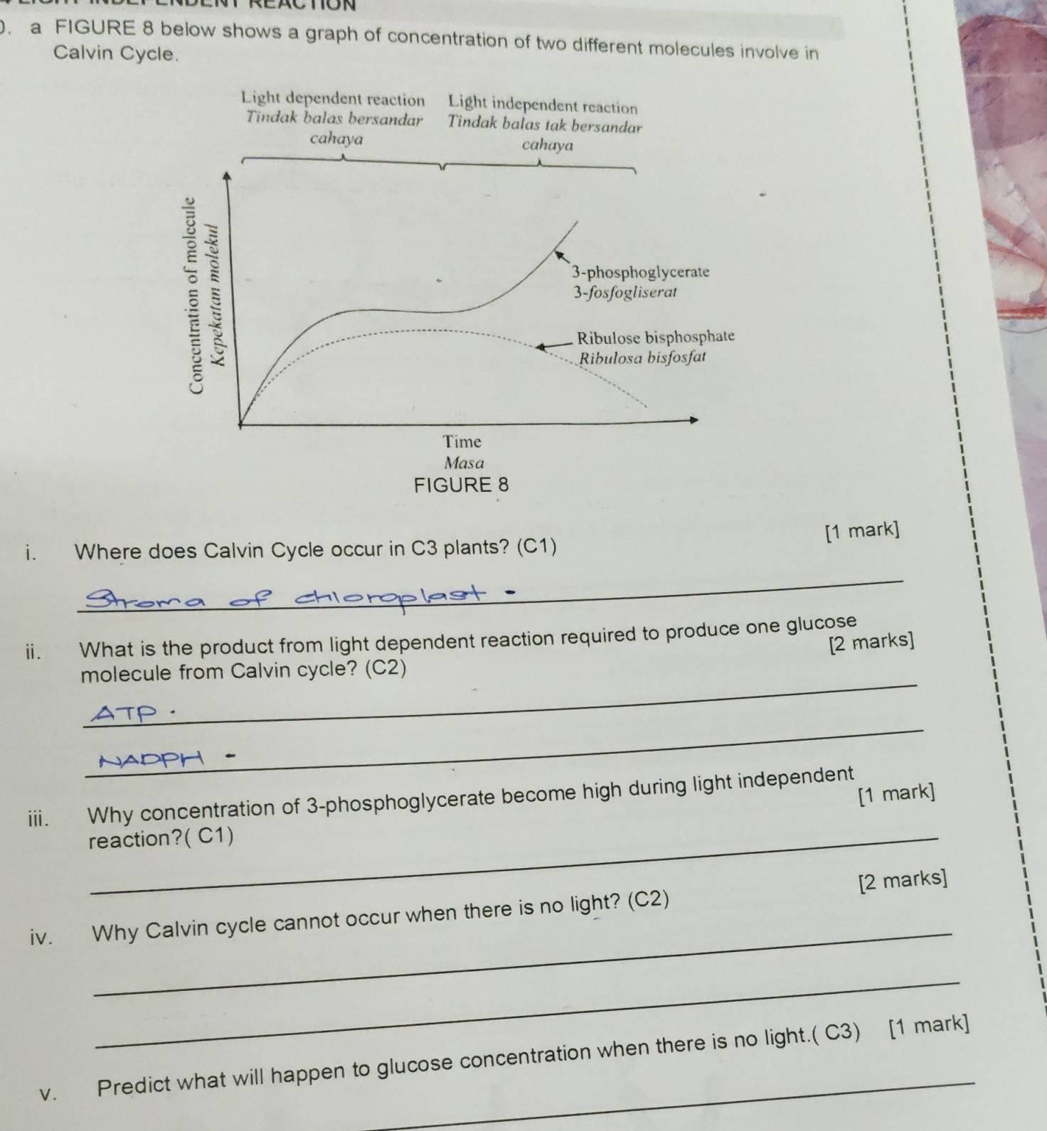 a FIGURE 8 below shows a graph of concentration of two different molecules involve in 
Calvin Cycle. 
Light dependent reaction Light independent reaction 
Tindak balas bersandar Tindak balas tak bersandar 
cahaya cahaya 
ξ 3-fosfogliserat 
3-phosphoglycerate 
Ribulose bisphosphate 
Ribulosa bisfosfat 
Time 
Masa 
FIGURE 8 
[1 mark] 
i. Where does Calvin Cycle occur in C3 plants? (C1) 
_ 
ii. What is the product from light dependent reaction required to produce one glucose 
[2 marks] 
_ 
molecule from Calvin cycle? (C2) 
_ 
[1 mark] 
iii. Why concentration of 3 -phosphoglycerate become high during light independent 
reaction?( C1) 
_ 
iv. Why Calvin cycle cannot occur when there is no light? (C2) [2 marks] 
_ 
v. Predict what will happen to glucose concentration when there is no light.( C3) [1 mark]