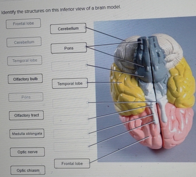 Identify the structures on this inferior view of a brain model.
Frontal lobe
Cerebellum
Cerebellum
Pons
Temporal lobe
Olfactory bulb
Temporal lobe
Pòns
Olfactory tract
Medulla oblongata
Optic nerve
Frontal lobe
Optic chiasm