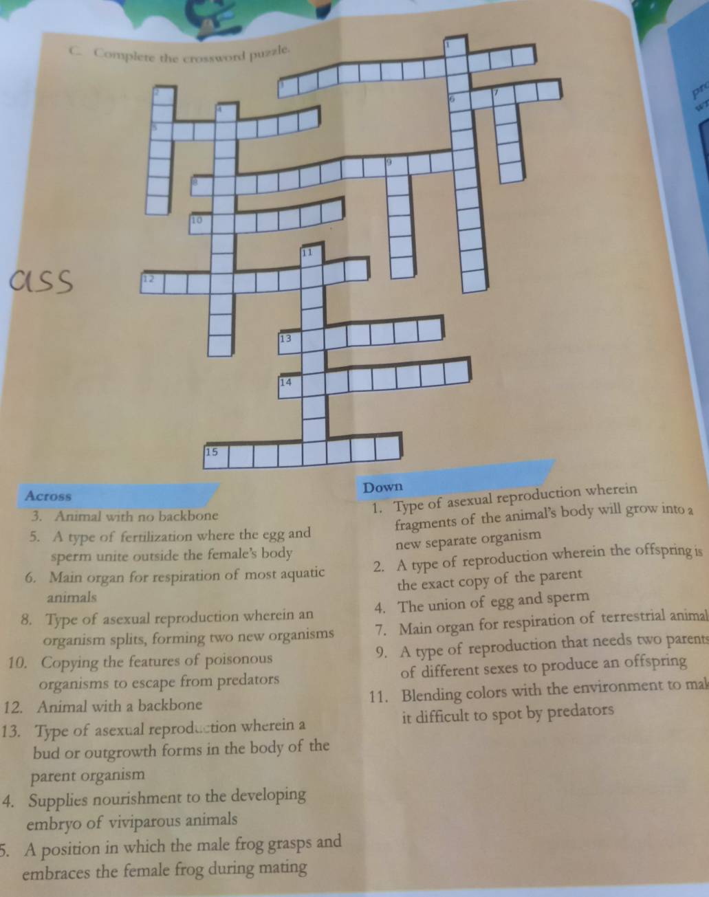 pr 
w1 
Across 
3. Animal with no backbone 
1. Type of asexual wherein 
5. A type of fertilization where the egg and fragments of the animal’s body will grow into a 
new separate organism 
sperm unite outside the female’s body 
6. Main organ for respiration of most aquatic 2. A type of reproduction wherein the offspring is 
the exact copy of the parent 
animals 
8. Type of asexual reproduction wherein an 4. The union of egg and sperm 
organism splits, forming two new organisms 7. Main organ for respiration of terrestrial animal 
10. Copying the features of poisonous 9. A type of reproduction that needs two parents 
organisms to escape from predators of different sexes to produce an offspring 
12. Animal with a backbone 11. Blending colors with the environment to mal 
13. Type of asexual reproduction wherein a it difficult to spot by predators 
bud or outgrowth forms in the body of the 
parent organism 
4. Supplies nourishment to the developing 
embryo of viviparous animals 
5. A position in which the male frog grasps and 
embraces the female frog during mating