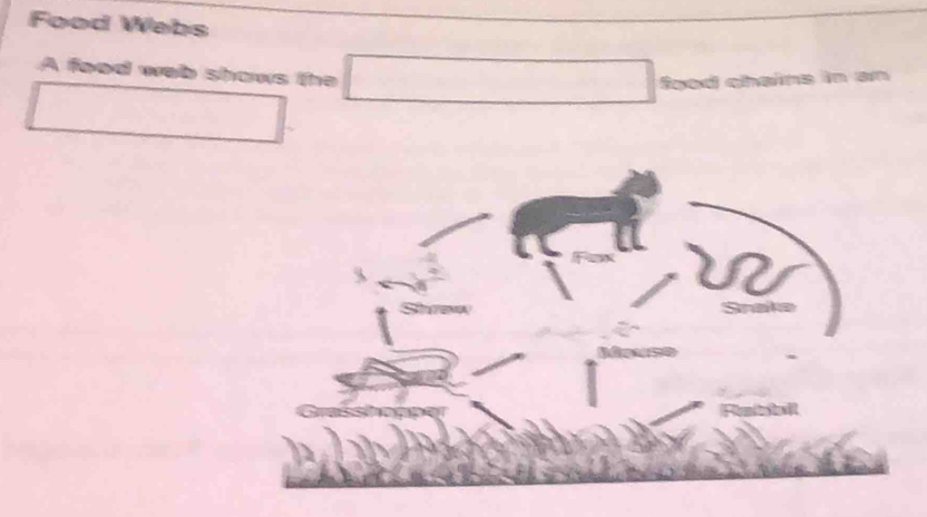 Food Webs 
A food web shows the 
for