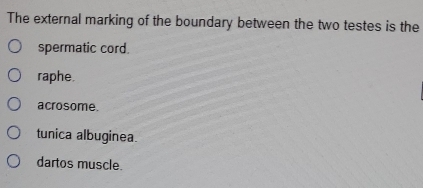 The external marking of the boundary between the two testes is the
spermatic cord.
raphe.
acrosome.
tunica albuginea.
dartos muscle.