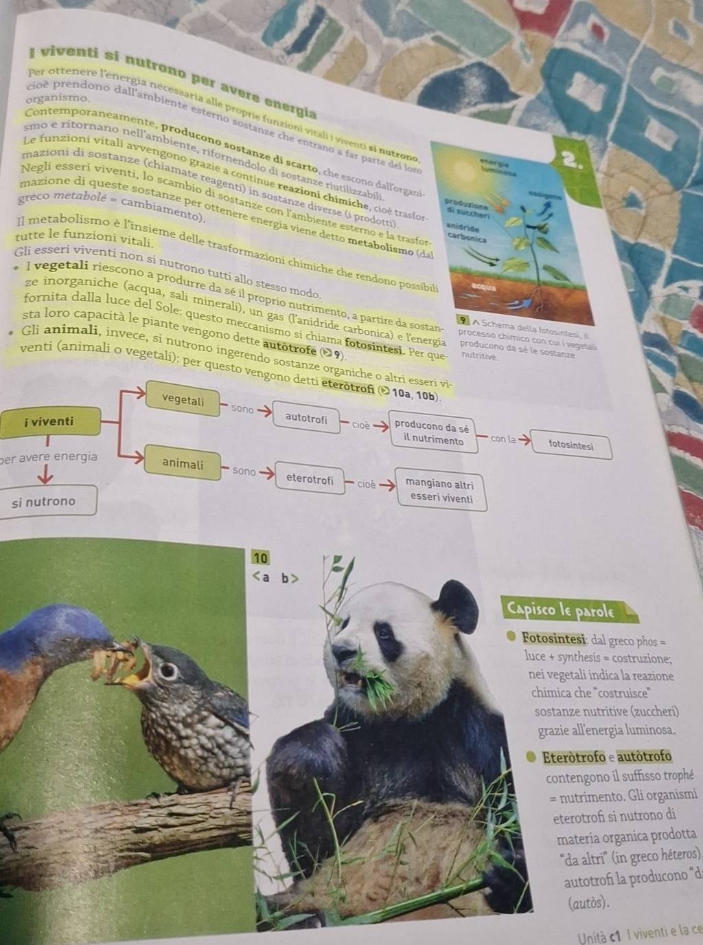 viventi si nutrono per avere energia
organismo.
Per ottenere l'energia necessaria alle proprie funzioni vitali i viventi si nutrone eten gié
pipé prendono dall'ambiente esterno sostanze che entrano a far parte del los
Contemporaneamente, produçono sostanze di scarto, che escono dallorgan
smo e ritornano nell'ambiente, rifornendolo di sostanze riutilizzabil
Le funzioni vitali avvengono grazie a continue reazioni chimiche, cioè trasfoe di zuccheri
mazioni di sostanze (chiamate reagenti) in sostanze diverse (i prodotti) anidride
Negli esseri viventi, lo scambío di sostanze con l'ambiente esterno e la trasfor
produxions
greco metabolé = cambiamento).
mazione di queste sostanze per ottenere energia viene detto metabolismo (da
carbonica
tutte le funzioni vitali.
Il metabolismo è l'insieme delle trasformazioni chimiche che rendono possíbil
Gli esseri viventi non si nutrono tutti allo stesso modo
l vegetali riescono a produrre da sé il proprio nutrimento, a partire da sostan 9 A  Schema della fotosintesi, il
ze inorganiche (acqua, salí minerali), un gas (l'anidride carbonica) e l'energia processo chimico con cui í vegetali
fornita dalla luce del Sole: questo meccanismo si chiama fotosintesi. Per que nutritive
sta loro capacità le piante vengono dette autòtrofe (09)
producono da sé le sostanze
Gli animali, invece, si nutrono ingerendo sostanze organiche o altri esseri vi
venti (animali o vegetali): per questo vengono detti eteròtron (©10a, 10b)
vegetali sono
i viventi  ioè producono da sé
autotrofi fotosintesi
il nutrimento con la
per avere energia animali  sono eterotrofi - cioè mangiano altri
si nutrono
esseri viventi
Capisco le parole
al greco phos =
= costruzione;
dica la reazione
costruisce'
ritive (zuccheri)
ergia luminosa.
o e autótrofo
o il suffisso trophé
ento. Gli organismi
i si nutrono di
organica prodotta
i' (in greco héteros)
of la producono “d
).
Unità c1 I viventi e la ce