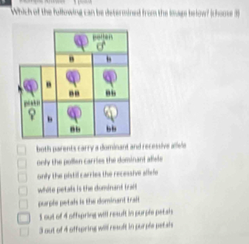 Which of the following can be determined from the image below? (choose 3)
both parents carry a dominant and recessive allele
only the pollen carries the dominant allele
only the pistil carries the recessive allele
white petals is the dominant trai
purple petals is the dominant trait
1 out of 4 offspring will result in purple petais
3 out of 4 offspring will result in purple petals