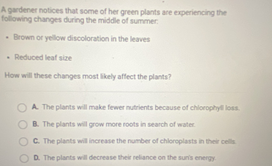 A gardener notices that some of her green plants are experiencing the
following changes during the middle of summer:
Brown or yellow discoloration in the leaves
Reduced leaf size
How will these changes most likely affect the plants?
A. The plants will make fewer nutrients because of chlorophyll loss.
B. The plants will grow more roots in search of water.
C. The plants will increase the number of chloroplasts in their cells.
D. The plants will decrease their reliance on the sun's energy.