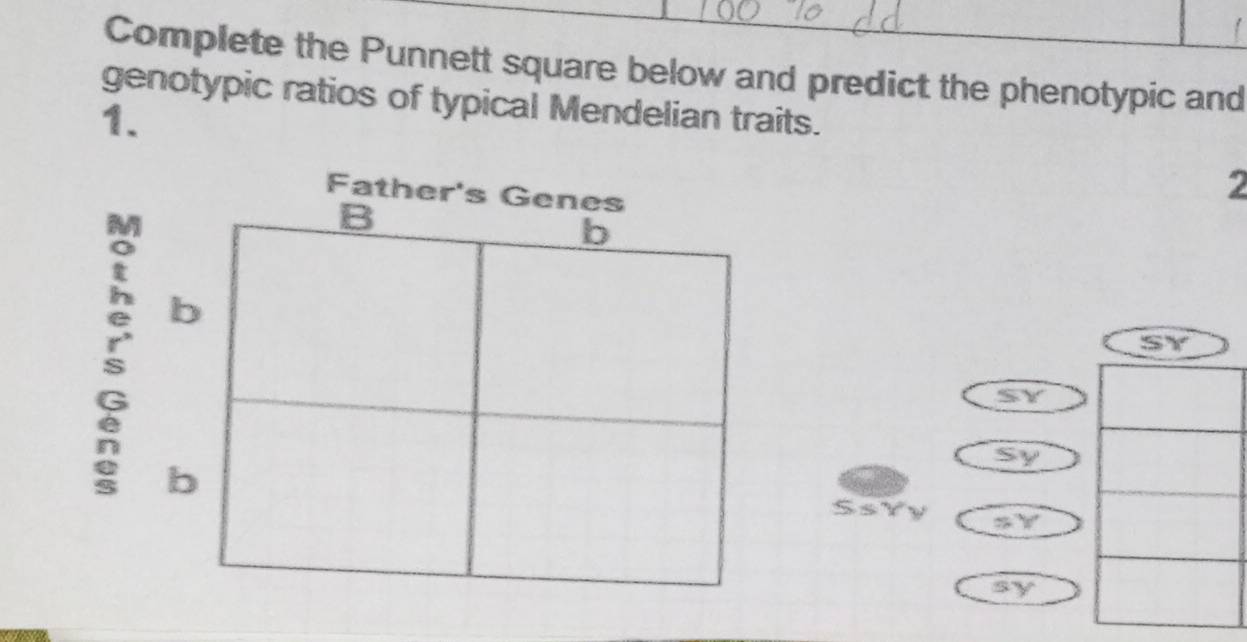 Complete the Punnett square below and predict the phenotypic and
genotypic ratios of typical Mendelian traits.
1.
Father's Genes
2
B
b
b
ξ b