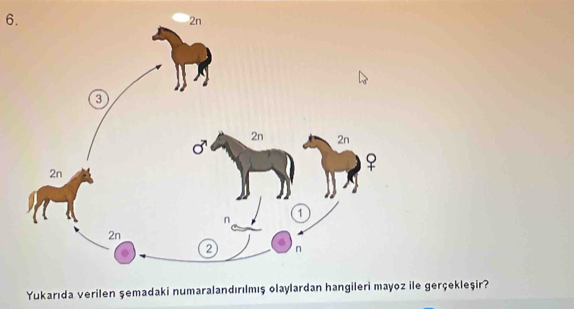 Yukarıda verilen şemadaki numaralandırılmış olaylardan hangileri mayoz ile gerçekleşir?