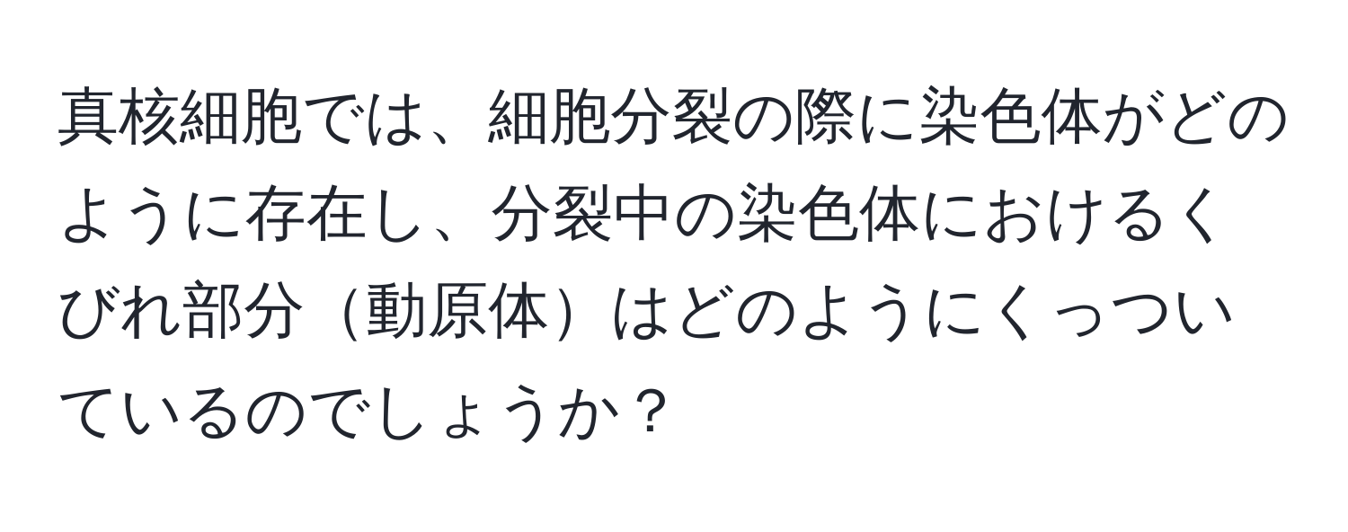 真核細胞では、細胞分裂の際に染色体がどのように存在し、分裂中の染色体におけるくびれ部分動原体はどのようにくっついているのでしょうか？