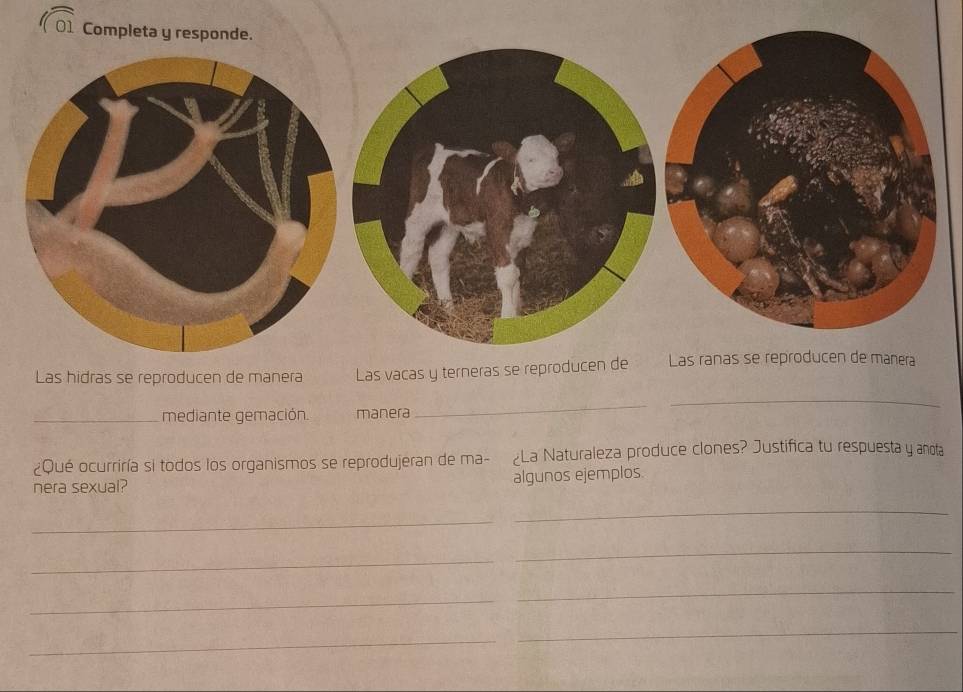 Completa y responde. 
Las hidras se reproducen de manera Las vacas y terneras se reproducen de Las ranas se reproducen de manera 
_mediante gemación. manera 
_ 
_ 
¿Qué ocurriría si todos los organismos se reprodujeran de ma- ¿La Naturaleza produce clones? Justifica tu respuesta y anota 
nera sexual? 
algunos ejemplos 
_ 
_ 
_ 
_ 
_ 
_ 
_ 
_