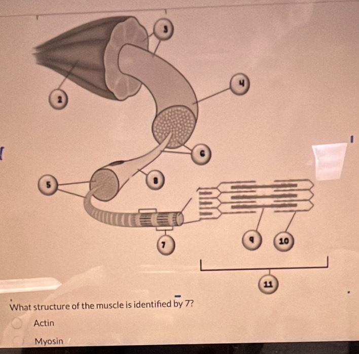 Actin 
Myosin