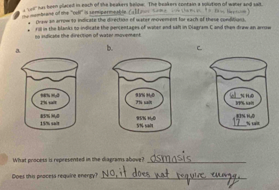 a ''ceil''' has been placed in each of the beakers below. The beakers contain a solution of water and salt.
The membrane of the "cell" is semipermeable.
Draw an arrow to indicate the direction of water movement for each of these conditions.
Fill in the blanks to indicate the percentages of water and salt in Diagram C and then draw an arrow
to Indicate the direction of water movement.
a.
b.
C.
 
  
  
_
What process is represented in the diagrams above?_
Does this process require energy?_