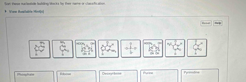 Sort these nucleotide building blocks by their name or classification.
View Available Hint(s)
Reset Help
HOC OH 0
beginarrayr 0 -0-p-0 hline 0endarray OH OH
OH H H
Phosphate Ribose Deoxyribose Purine Pyrimidine