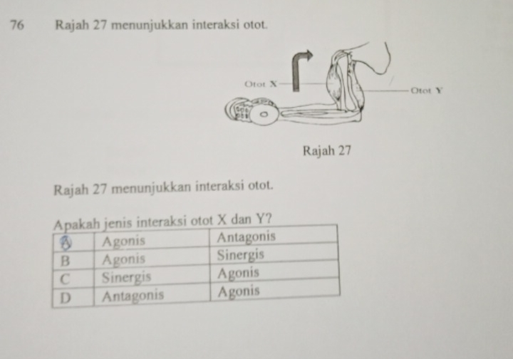 Rajah 27 menunjukkan interaksi otot. 
Rajah 27 menunjukkan interaksi otot.