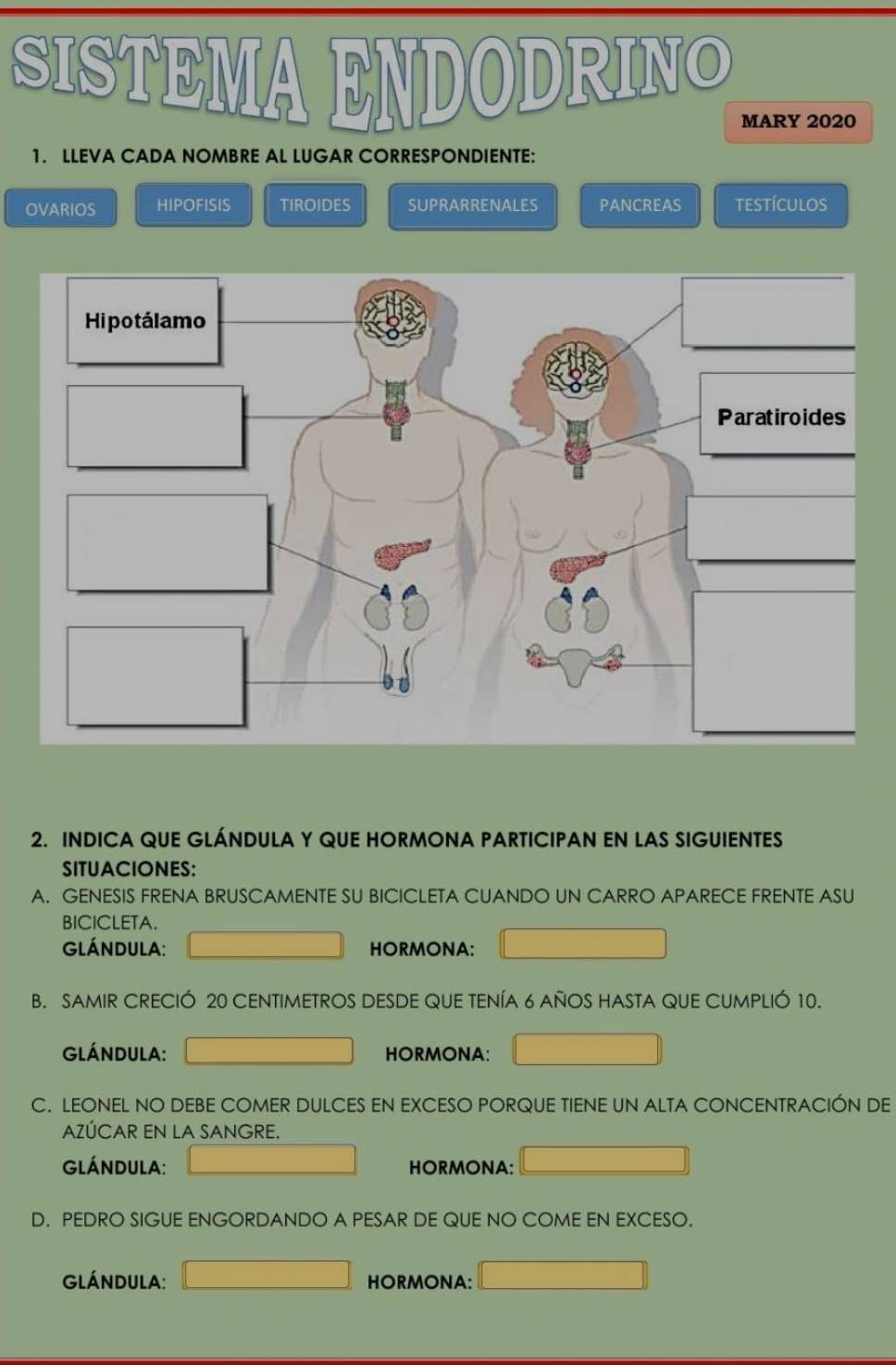 SISTEMA ENDODRINO 
MARY 2020 
1. LLEVA CADA NOMBRE AL LUGAR CORRESPONDIENTE: 
OVARIOS HIPOFISIS TIROIDES SUPRARRENALES PANCREAS testículos 
2. INDICA QUE GLÁNDULA Y QUE HORMONA PARTICIPAN EN LAS SIGUIENTES 
SITUACIONES: 
A. GENESIS FRENA BRUSCAMENTE SU BICICLETA CUANDO UN CARRO APARECE FRENTE ASU 
BICICLETA. 
lándula: HORMONA: 
B. SAMIR CRECIÓ 20 CENTIMETROS DESDE QUE TENÍA 6 AÑOS HASTA QUE CUMPLIÓ 10. 
GlÁNDULA: HORMONA: 
C. LEONEL NO DEBE COMER DULCES EN EXCESO PORQUE TIENE UN ALTA CONCENTRACIÓN DE 
AZÚCAR EN LA SANGRE. 
lándula: HORMONA: 
D. PEDRO SIGUE ENGORDANDO A PESAR DE QUE NO COME EN EXCESO. 
lÁnDULA: HORMONA: