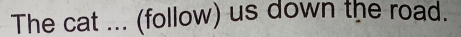 The cat ... (follow) us down the road.