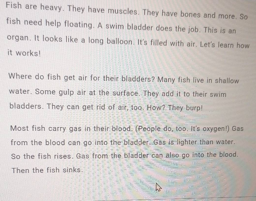 Fish are heavy. They have muscles. They have bones and more. So 
fish need help floating. A swim bladder does the job. This is an 
organ. It looks like a long balloon. It's filled with air. Let's learn how 
it works! 
Where do fish get air for their bladders? Many fish live in shallow 
water. Some gulp air at the surface. They add it to their swim 
bladders. They can get rid of air, too. How? They burp! 
Most fish carry gas in their blood. (People do, too. It's oxygen!) Gas 
from the blood can go into the bladder. Gas is lighter than water. 
So the fish rises. Gas from the bladder can also go into the blood. 
Then the fish sinks.