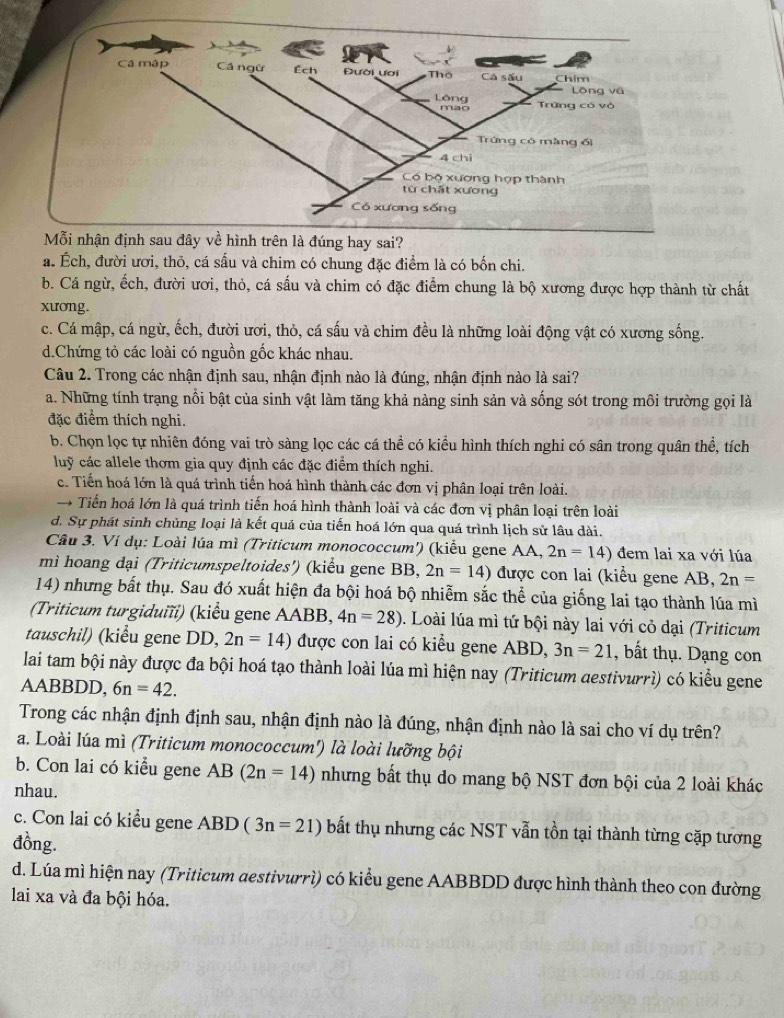 a. Ếch, đười ươi, thō, cá sấu và chim có chung đặc điểm là có bốn chi.
b. Cá ngừ, ếch, đười ươi, thỏ, cá sấu và chim có đặc điểm chung là bộ xương được hợp thành từ chất
xương.
c. Cá mập, cá ngừ, ếch, đười ươi, thỏ, cá sấu và chim đều là những loài động vật có xương sống.
d.Chứng tỏ các loài có nguồn gốc khác nhau.
Câu 2. Trong các nhận định sau, nhận định nào là đúng, nhận định nào là sai?
a. Những tính trạng nổi bật của sinh vật làm tăng khả nàng sinh sản và sống sót trong môi trường gọi là
đặc điểm thích nghi.
b. Chọn lọc tự nhiên đóng vai trò sàng lọc các cá thể có kiểu hình thích nghi có sân trong quân thể, tích
luỹ các allele thơm gia quy định các đặc điểm thích nghi.
c. Tiến hoá lớn là quá trình tiến hoá hình thành các đơn vị phân loại trên loài.
→ Tiến hoá lớn là quá trình tiến hoá hình thành loài và các đơn vị phân loại trên loài
d. Sự phát sinh chủng loại là kết quả của tiến hoá lớn qua quá trình lịch sử lâu dài.
Câu 3. Ví dụ: Loài lúa mì (Triticum monococcum') (kiểu gene AA, 2n=14) đem lai xa với lúa
mì hoang dại (Triticumspeltoides') (kiểu gene BB, 2n=14) được con lai (kiểu gene AB, 2n=
14) nhưng bất thụ. Sau đó xuất hiện đa bội hoá bộ nhiễm sắc thể của giống lai tạo thành lúa mì
(Triticum turgiduïĩï) (kiểu gene AABB, 4n=28) 0. Loài lúa mì tứ bội này lai với cỏ dại (Triticum
tauschil) (kiểu gene DD, 2n=14) được con lai có kiểu gene ABD, 3n=21 , bất thụ. Dạng con
lai tam bội này được đa bội hoá tạo thành loài lúa mì hiện nay (Triticum destivurrì) có kiểu gene
AABBDD, 6n=42.
Trong các nhận định định sau, nhận định nào là đúng, nhận định nào là sai cho ví dụ trên?
a. Loài lúa mì (Triticum monococcum') là loài lưỡng bội
b. Con lai có kiểu gene AB(2n=14) nhưng bất thụ do mang bộ NST đơn bội của 2 loài khác
nhau.
c. Con lai có kiểu gene ABD (3n=21) bất thụ nhưng các NST vẫn tồn tại thành từng cặp tương
đồng.
d. Lúa mì hiện nay (Triticum destivurrì) có kiểu gene AABBDD được hình thành theo con đường
lai xa và đa bội hóa.