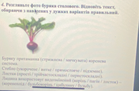 Ρозгляньте фото буряка столового. Відновіть текст, 
обнраючн з навденнх у дужках варіанτίв πравнлльний. 
Буряку прнтаманна (стрижнева / мичкувата) коренева 
CHCTeMa. 
Стебло αукорочене / витке / прямостояче / підземне). 
Лнеткη (лрості / трійчастоскладні / лернстосклалні). 
ЛПоднна внкорнетовуе вндозміненнй (корінь / пагін / лнсток) = 
(коренелллл / бульбокорінь ηцнбулниу / буль₅бу).