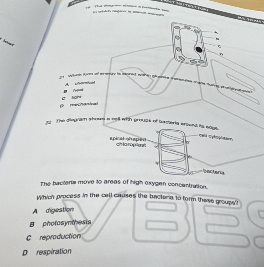 The diagram shows a palisade oas
ANTNUTRITION MS JOAN
In which region is starch stored?
leaf
c
D
21 Which form of energy is stored within glucose molecules made during photoeyethesis?
A chemical
B heat
c light
D mechanical
22 The diagram shows a cell with groups of bacteria around its edge.
cell cytoplasm
spiral-shaped
chioroplast
3
bacteria
The bacteria move to areas of high oxygen concentration.
Which process in the cell causes the bacteria to form these groups?
A digestion
B photosynthesis
C reproduction
D respiration