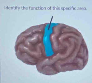 Identify the function of this specific area.