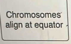 Chromosomes 
align at equator