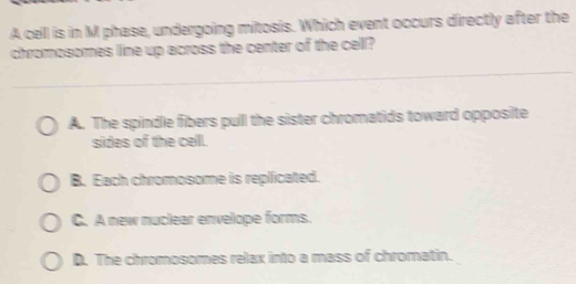 A celll is in M phase, undergoing mitosis. Which event occurs directly after the
chromosomes line up across the center of the cell?
A. The spindle fibers pull the sister chromatids toward opposite
sides of the cell.
B. Each chromosome is replicated.
C. A new nuclear envelope forms.
D. The chromosomes relax into a mass of chromatin.