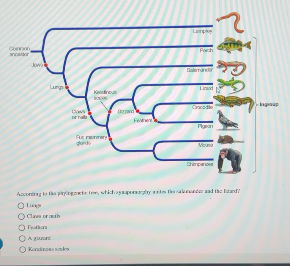 Solved: According to the phylogenetic tree, which synapomorphy unites ...