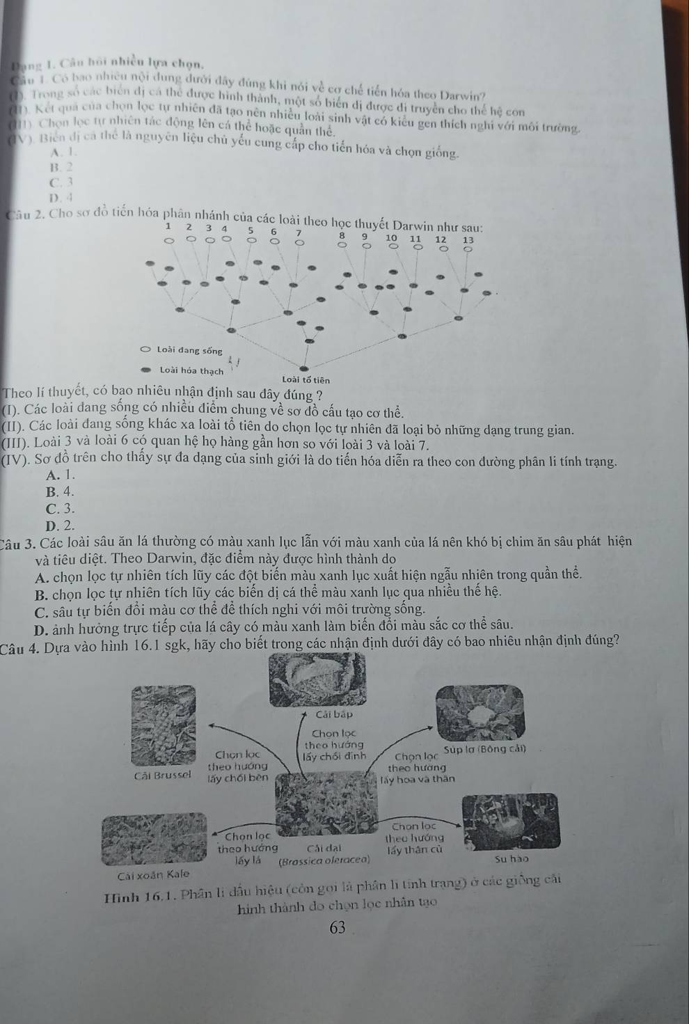 Dạng 1. Câu hồi nhiều lựa chọn,
Cầu 1. Có bao nhiều nội dung đưới đây đúng khi nói về cơ chế tiến hóa theo Darwin?
(1). Trong số các biển đị cá thể được hình thành, một số biến dị được di truyền cho thể hệ con
(11). Kết quả của chọn lọc tự nhiên đã tạo nên nhiều loài sinh vật có kiểu gen thích nghĩ với môi trường.
(111) Chọn lọc tự nhiên tác động lên cá thể hoặc quần thể
(IV). Biển đị cá thể là nguyên liệu chủ yếu cung cấp cho tiến hóa và chọn giống.
A. 1.
B. 2
C. 3
D. 4
Câu 2. Cho sơ đến hó
Theo lí thuyết, có bao nhiêu nhận định sau đây đúng ?
(I). Các loài đang sống có nhiều điểm chung về sơ đồ cấu tạo cơ thể.
(II). Các loài đang sống khác xa loài tổ tiên do chọn lọc tự nhiên đã loại bỏ những dạng trung gian.
(III). Loài 3 và loài 6 có quan hệ họ hàng gần hơn so với loài 3 và loài 7.
(IV). Sơ đồ trên cho thấy sự đa dạng của sinh giới là do tiến hóa diễn ra theo con đường phân li tính trạng.
A. 1.
B. 4.
C. 3.
D. 2.
Câu 3. Các loài sâu ăn lá thường có màu xanh lục lẫn với màu xanh của lá nên khó bị chim ăn sâu phát hiện
và tiêu diệt. Theo Darwin, đặc điểm này được hình thành do
A. chọn lọc tự nhiên tích lũy các đột biến màu xanh lục xuất hiện ngẫu nhiên trong quần thể.
B. chọn lọc tự nhiên tích lũy các biến dị cá thể màu xanh lục qua nhiều thế hệ.
C. sâu tự biến đổi màu cơ thể để thích nghi với môi trường sống.
D. ảnh hưởng trực tiếp của lá cây có màu xanh làm biến đổi màu sắc cơ thể sâu.
Câu 4. Dựa vào hình 16.1 sgk, hãy cho biết trong các nhận định dưới đây có bao nhiêu nhận định đúng?
Hình 16.1. Phân li dầu hiệu (còn gọi là phân li tính trang) ở các giống cải
ình thành đo chọn lọc nhân tạo
63