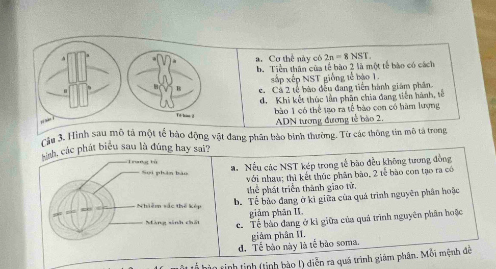 a. Cơ thể này có 2n=8NST.
b. Tiền thân của tế bào 2 là một tế bào có cách
sắp xếp NST giống tế bào 1.
c. Cả 2 tế bào đều đang tiến hành giám phân,
d. Khi kết thúc lần phân chia đang tiến hành, tế
bào 1 có thể tạo ra tế bào con có hàm lượng
ADN tương đương tế bào 2.
Câu 3. Hình bào động vật đang phân bào bình thường. Từ các thông tin mô tả trong
hình, các phát biểu sau là đúng hay sai?
Trung tử
a. Nếu các NST kép trong tế bào đều không tương đồng
Sọi phản bào
với nhau; thì kết thúc phân bảo, 2 tế bào con tạo ra có
thể phát triển thành giao tử.
Nhiễm sắc thể kếp
b. Tế bào đang ở kì giữa của quá trình nguyên phân hoặc
giảm phân II.
Màng sinh chất c. Tế bào đang ở kì giữa của quá trình nguyên phân hoặc
giảm phân II.
d. Tế bào này là tế bào soma.
tinh tinh (tỉnh bào l) diễn ra quá trình giảm phân. Mỗi mệnh đề