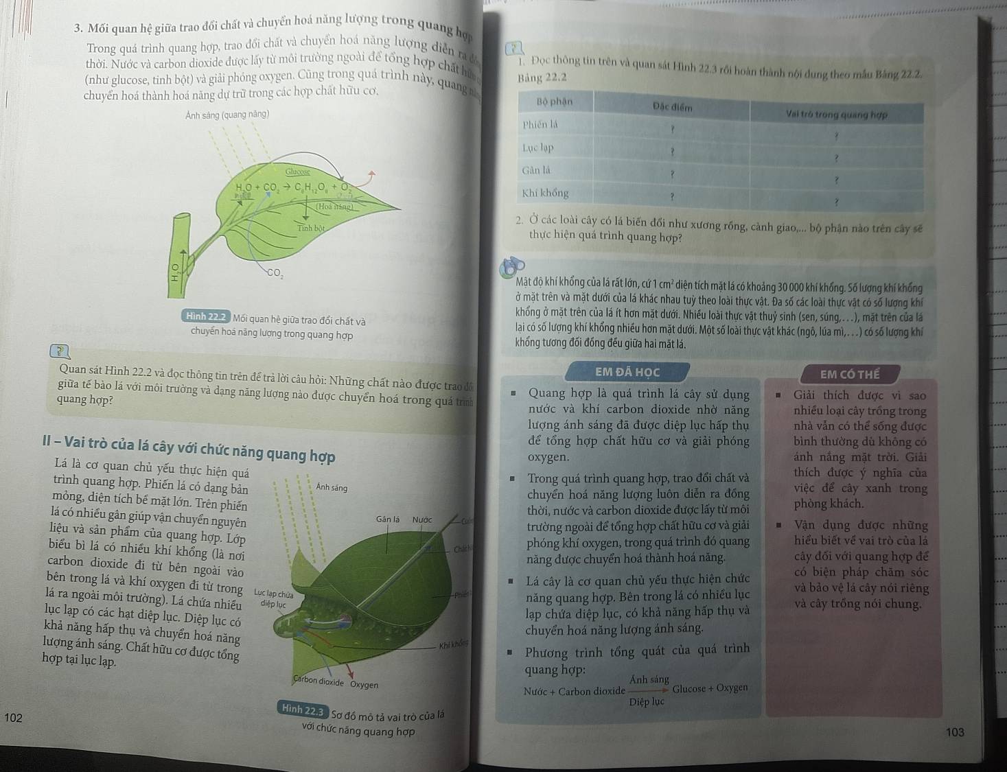 Mối quan hệ giữa trao đổi chất và chuyển hoá năng lượng trong quang hợ
Trong quá trình quang hợp, trao đổi chất và chuyển hoá năng lượng diễn raớ T Đọc thông tin trên và quan sát Hình 22.3 rồi hoàn thành nội dung theo mẫu Bảng 22.2.
thời. Nước và carbon dioxide được lấy từ môi trường ngoài để tổng hợp chất hữ
(như glucose, tinh bột) và giải phóng oxygen. Cũng trong quá trình này, quang nBảng 22.2
chuyển hoá thành hoá năng dự trữ trong các hợp chất hữu cơ,
 
2. Ở các loài cây có lá biến đổi như xương rồng, cành giao,... bộ phận nào trên cây sẽ
thực hiện quá trình quang hợp?
Mật độ khí khổng của lá rất lớn, cứ 1 cm² diện tích mặt lá có khoảng 30 000 khí khổng. Số lượng khí khổng
ở mặt trên và mặt dưới của lá khác nhau tuỳ theo loài thực vật. Đa số các loài thực vật có số lượng khí
khống ở mặt trên của lá ít hơn mặt dưới. Nhiều loài thực vật thuỷ sinh (sen, súng,...), mặt trên của lá
Hình 22.2. Mối quan hệ giữa trao đổi chất và lai có số lượng khí khổng nhiều hơn mặt dưới. Một số loài thực vật khác (ngô, lúa mì,. .) có số lượng khí
chuyển hoá năng lượng trong quang hợp khống tương đối đồng đếu giữa hai mặt lá.
2
Em đá học EM CÓ tHể
Quan sát Hình 22.2 và đọc thông tin trên để trà lời câu hỏi: Những chất nào được trao đồ
giữa tế bào lá với môi trường và dạng năng lượng nào được chuyển hoá trong quá trình Quang hợp là quá trình lá cây sử dụng Giải thích được vì sao
quang hợp? nước và khí carbon dioxide nhờ năng nhiều loại cây trồng trong
lượng ánh sáng đã được diệp lục hấp thụ nhà vẫn có thể sống được
để tổng hợp chất hữu cơ và giải phóng bình thường dù không có
II - Vai trò của lá cây với chức nă
oxygen. ảnh nắng mặt trời. Giải
Lá là cơ quan chủ yếu thực hiện quá
thích được ý nghĩa của
trình quang hợp. Phiến lá có dạng bản Trong quá trình quang hợp, trao đổi chất và việc để cây xanh trong
chuyển hoá năng lượng luôn diễn ra đồng
mỏng, diện tích bế mặt lớn. Trên phiến
thời, nước và carbon dioxide được lấy từ môi phòng khách.
lá có nhiều gân giúp vận chuyển nguyên trường ngoài để tổng hợp chất hữu cơ và giải  Vận dụng được những
liệu và sản phẩm của quang hợp. Lớp
biểu bì lá có nhiều khí khổng (là nơi
phóng khí oxygen, trong quá trình đó quang hiểu biết về vai trò của lá
năng được chuyển hoá thành hoá năng. cây đối với quang hợp để
carbon dioxide đi từ bên ngoài vào
Lá cây là cơ quan chủ yếu thực hiện chức có biện pháp chām sóc
bên trong lá và khí oxygen đi từ trong 
năng quang hợp. Bên trong lá có nhiều lục và bảo vệ lá cây nói riêng
lá ra ngoài môi trường). Lá chứa nhiều và cây trồng nói chung.
lục lạp có các hạt diệp lục. Diệp lục có
lạp chứa diệp lục, có khả năng hấp thụ và
khả năng hấp thụ và chuyển hoá năng
chuyển hoá năng lượng ánh sáng.
lượng ánh sáng. Chất hữu cơ được tổngPhương trình tổng quát của quá trình
hợp tại lục lạp. 
quang hợp: Ánh sáng
Nước + Carbon dioxide Glucose + Oxygen
Diệp lục
Hình 22,3, Sơ đồ mô tả vai trò của là
102
cới chức năng quang hợp 103