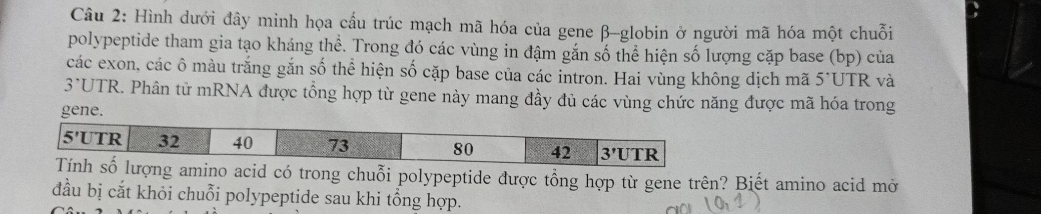 Hình dưới đây minh họa cấu trúc mạch mã hóa của gene β-globin ở người mã hóa một chuỗi
polypeptide tham gia tạo kháng thể. Trong đó các vùng in đậm gắn số thể hiện số lượng cặp base (bp) của
các exon, các ô màu trắng gắn số thể hiện số cặp base của các intron. Hai vùng không dịch mã 5^, UTR và
3^, UTR. Phân tử mRNA được tổng hợp từ gene này mang đầy đủ các vùng chức năng được mã hóa trong
gene.
d có trong chuỗi polypeptide được tổng hợp từ gene trên? Biết amino acid mở
đầu bị cắt khỏi chuỗi polypeptide sau khi tổng hợp.