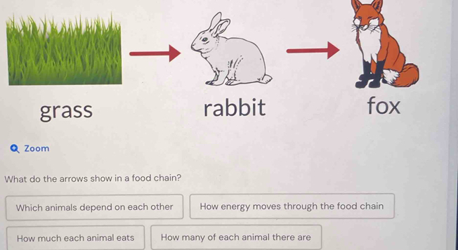 Solved: grass rabbit fox Zoom What do the arrows show in a food chain ...