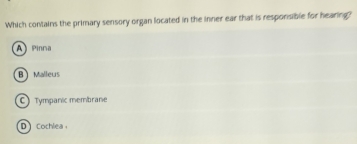 Which contains the primary sensory organ located in the inner ear that is responsible for hearing?
A Pinna
B Malleus
C) Tympanic membrane
D Cochlea